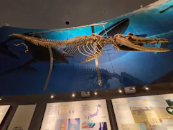 福井県立恐竜博物館に投稿された画像（2026/3/27）