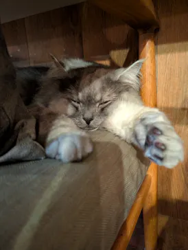 猫カフェモカ　池袋東口店に投稿された画像（2026/3/28）