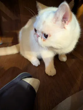 猫カフェモカ　池袋東口店に投稿された画像（2026/3/28）