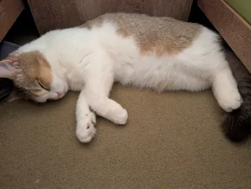 猫カフェモカ　池袋東口店に投稿された画像（2026/3/28）