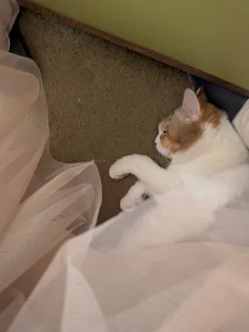 猫カフェモカ　池袋東口店に投稿された画像（2026/3/28）