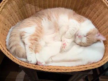 猫カフェモカ　池袋東口店に投稿された画像（2026/3/28）