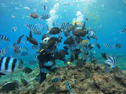 武藤潜水に投稿された画像（2026/3/28）