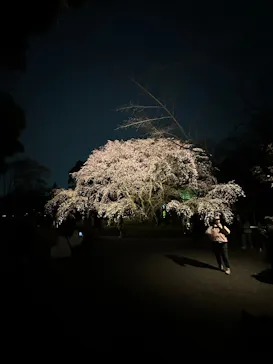 六義園に投稿された画像（2026/3/23）