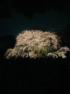 六義園に投稿された画像（2026/3/23）