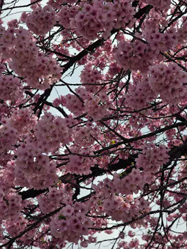 新宿御苑に投稿された画像（2026/3/28）