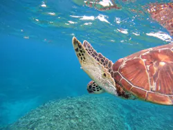 マーレ石垣島に投稿された画像（2026/3/28）