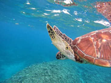 マーレ石垣島に投稿された画像（2026/3/28）