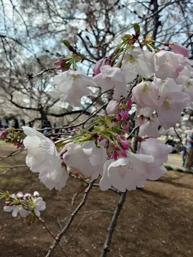 新宿御苑に投稿された画像（2026/3/28）