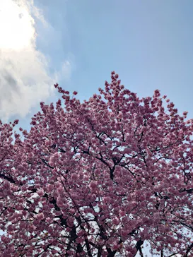 新宿御苑に投稿された画像（2026/3/28）