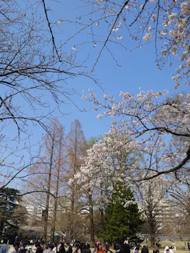 新宿御苑に投稿された画像（2026/3/28）