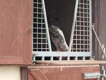 ノーザンホースパークに投稿された画像（2026/3/28）