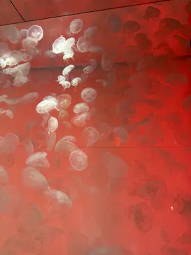 アクアワールド茨城県大洗水族館に投稿された画像（2026/3/28）