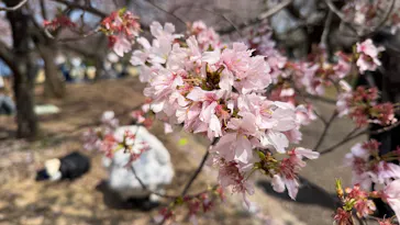 新宿御苑に投稿された画像（2026/3/28）