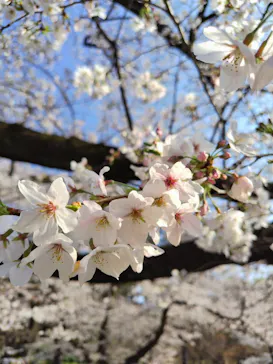 新宿御苑に投稿された画像（2026/3/28）