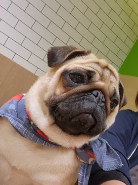 いぬカフェRio 仙台店に投稿された画像（2026/3/28）