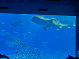 沖縄美ら海水族館に投稿された画像（2026/3/28）