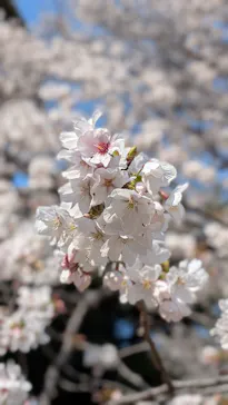 新宿御苑に投稿された画像（2026/3/28）