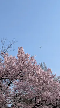 新宿御苑に投稿された画像（2026/3/28）