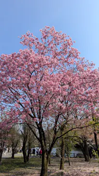 新宿御苑に投稿された画像（2026/3/28）