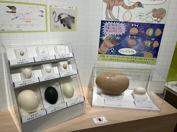 特別展「鳥 ～ゲノム解析が解き明かす新しい鳥類の系統～」に投稿された画像（2026/3/28）