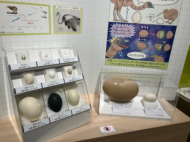 特別展「鳥 ～ゲノム解析が解き明かす新しい鳥類の系統～」の口コミ