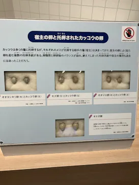 特別展「鳥 ～ゲノム解析が解き明かす新しい鳥類の系統～」に投稿された画像（2026/3/28）