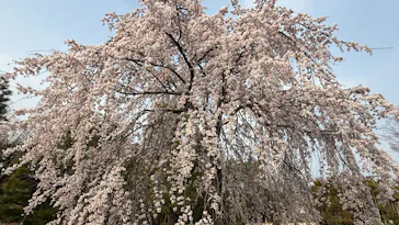 元離宮二条城に投稿された画像（2026/3/28）