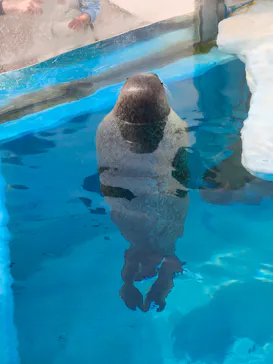 越前松島水族館に投稿された画像（2026/3/28）