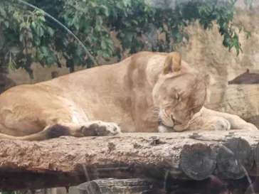 東武動物公園に投稿された画像（2026/3/28）