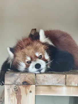 東武動物公園に投稿された画像（2026/3/28）