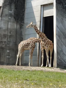 名古屋市東山動植物園に投稿された画像（2026/3/28）