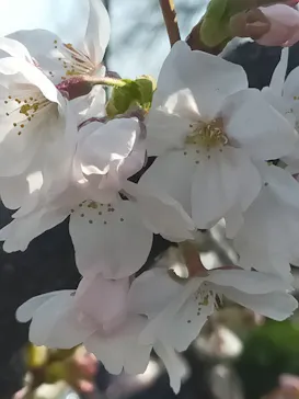 新宿御苑に投稿された画像（2026/3/28）