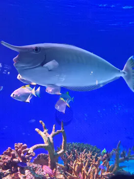 新江ノ島水族館に投稿された画像（2026/3/28）