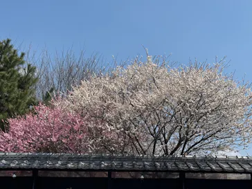 果実の里 原田農園に投稿された画像（2026/3/28）