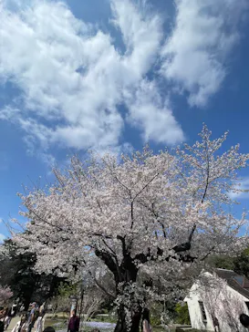 新宿御苑に投稿された画像（2026/3/28）