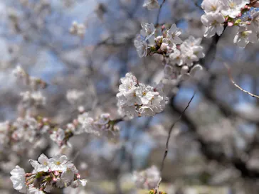 新宿御苑に投稿された画像（2026/3/28）
