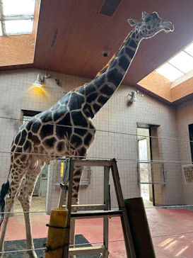 天王寺動物園に投稿された画像（2026/3/28）