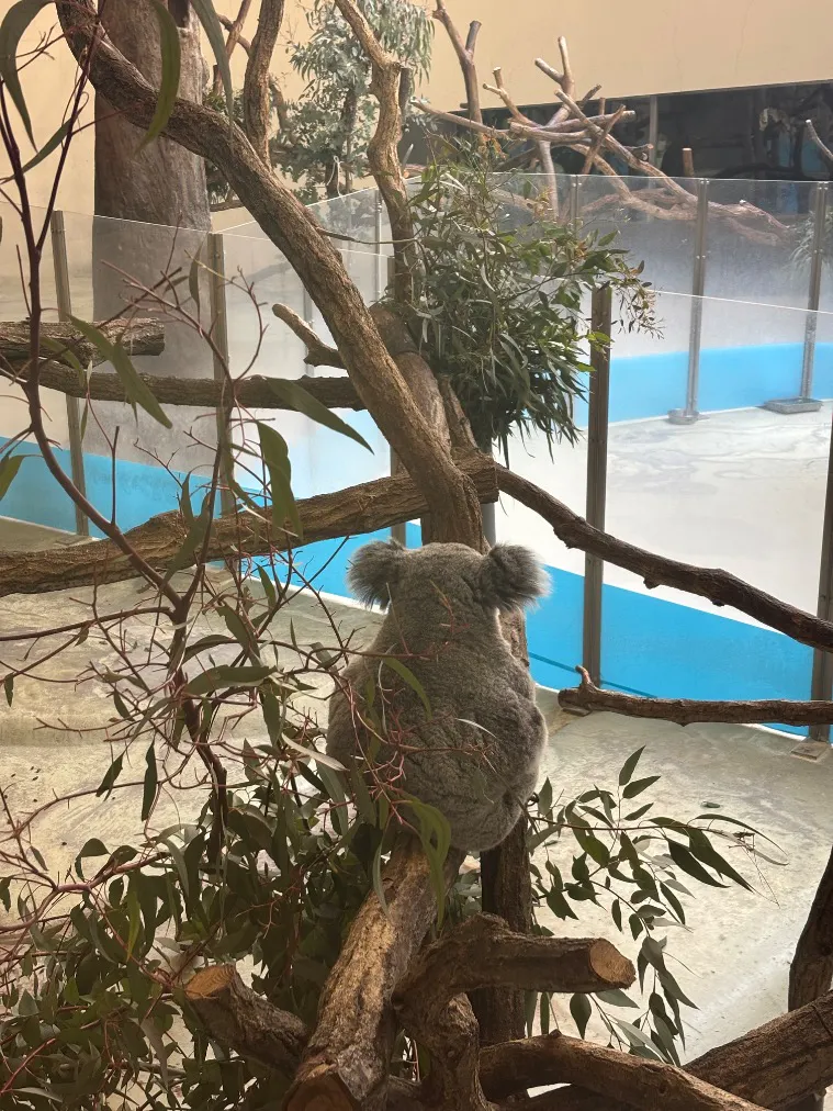 アソビュー株式会社 161721の口コミ ｜コアラのあずまに会いたくて行き
