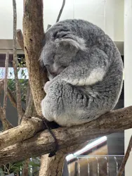 こども動物自然公園（埼玉県公園緑地協会）に投稿された画像（2026/3/28）