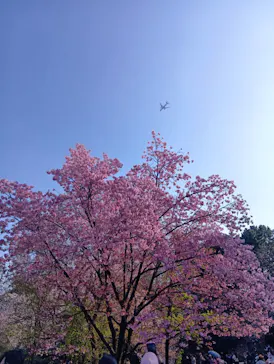 新宿御苑に投稿された画像（2026/3/28）