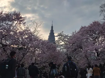 新宿御苑に投稿された画像（2026/3/28）