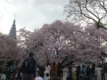新宿御苑に投稿された画像（2026/3/28）