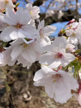 新宿御苑に投稿された画像（2026/3/28）