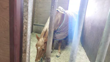 ノーザンホースパークに投稿された画像（2026/3/28）