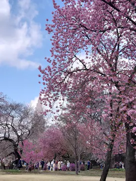 新宿御苑に投稿された画像（2026/3/28）