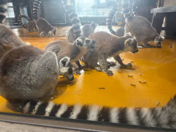 秋田市大森山動物園に投稿された画像（2026/3/28）