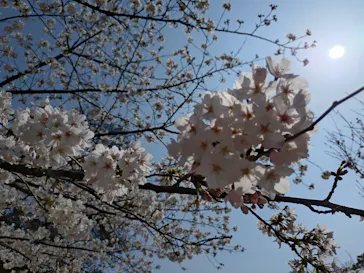 新宿御苑に投稿された画像（2026/3/28）