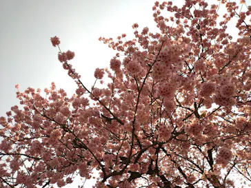 新宿御苑に投稿された画像（2026/3/28）