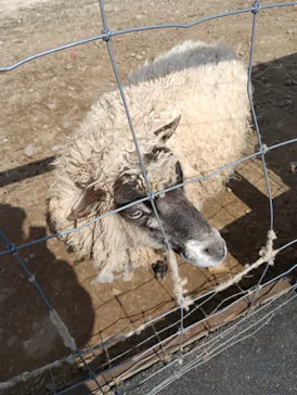 那須どうぶつ王国に投稿された画像（2026/3/28）